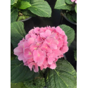 Hydrangea bodensse хидрангеа