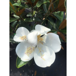 КАТ.№ 100721 Magnolia grand. 'Gallissoniensis' 125/150
