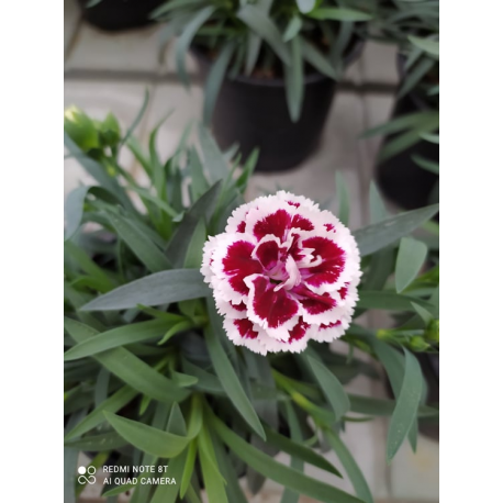 КАТ.№ 100468 Dianthus plum. 'Munot'