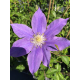 Clematis H.F Young Клематис