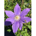 Clematis H.F Young Клематис