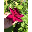 Клематис (Clematis Rouge Cardinal )