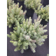 Sedum Blue Star Седум