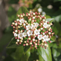  Viburnum tinus 'Eva Price' Вибурнум