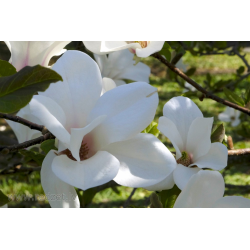 Магноля Кобус Magnolia kobus 120/160см