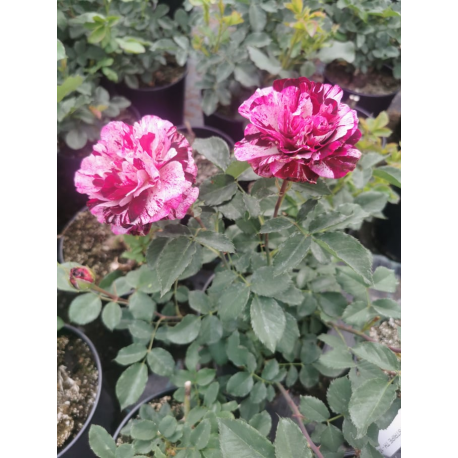 Роза 'Julio Iglesias ®' Rose.