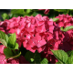 Хортензия Hydrangea red baron 