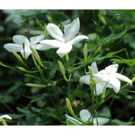 Жасмин Jasminum polyanthum