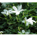 Жасмин Jasminum polyanthum