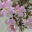 Клематис (Clematis montana mayleen)