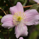 Клематис (Clematis montana mayleen)