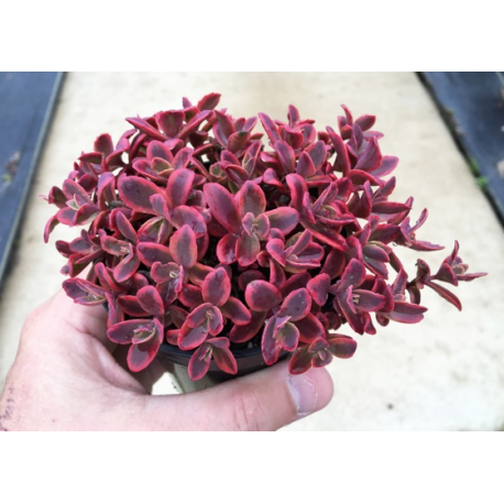 Седум Sedum SunSparkler Wildfire 