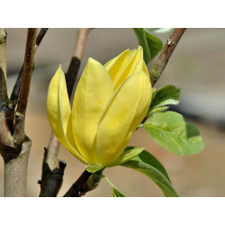 Магнолиа Magnolia Daphne