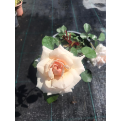 Роза Rose праскова