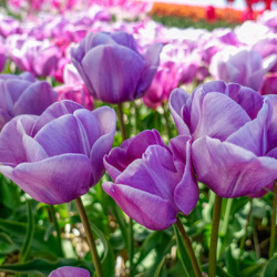 Лале Tulip Blue Heaven