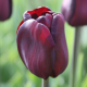 Лале Tulip Continental