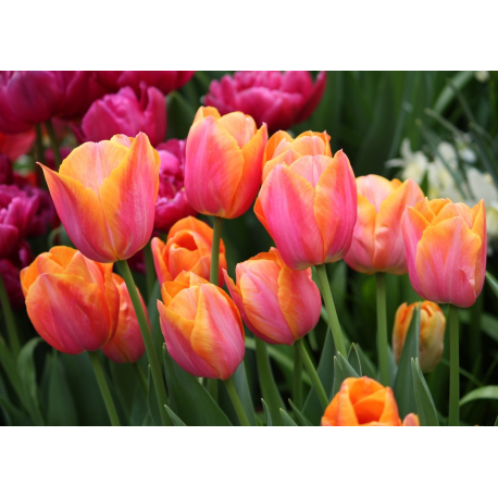 Лале Tulip Orange van Eijk