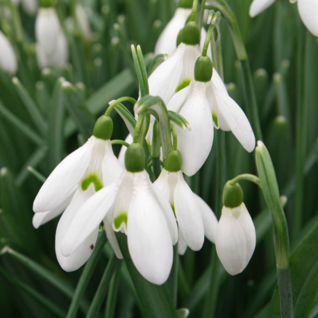 Кокиче Galanthus Woronawii