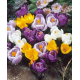 Минзухар Crocus mixed colour collection