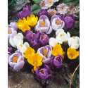 Минзухар Crocus mixed colour collection