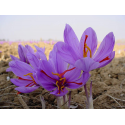 Минзухар Crocus Crocus Saffron