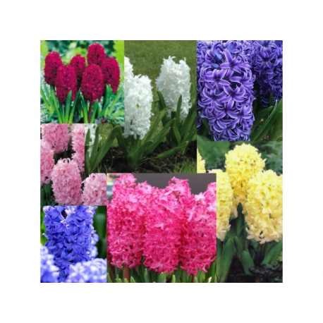  Зюмбюл Hyacinthus