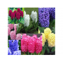  Зюмбюл Hyacinthus