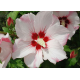 Хибискус Hibiscus syriacus Hamabo