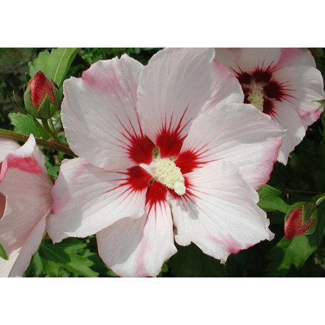 Хибискус Hibiscus syriacus Hamabo