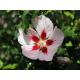 Хибискус Hibiscus syriacus Hamabo