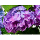 Хортензия Hydrangea macr. Bodensee