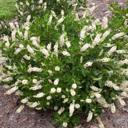 Cletra Vanila alnifolia(Клетра)