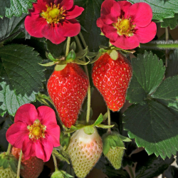 Strawberry 'Toscana'Ягода Тоскана