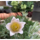 Pulsatilla vulgaris 'Alba'Пулсатила