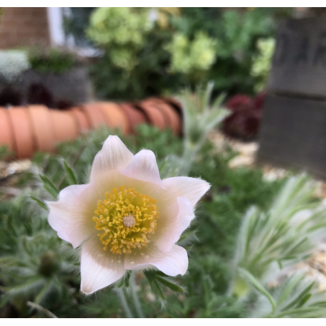 Pulsatilla vulgaris 'Alba'Пулсатила