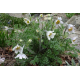 Pulsatilla vulgaris 'Alba'Пулсатила