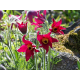 Pulsatilla vulgaris Red Пулсатила