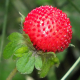 Potentilla indica (Фалшива ягода)