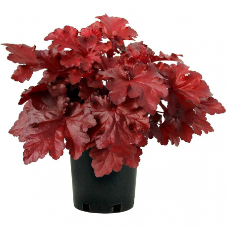  Heuchera americana Palace Purple(Хойхера Дворцово Лилаво)