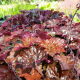  Heuchera americana Palace Purple(Хойхера Дворцово Лилаво)