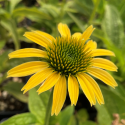 Echinacea purpurea ‘Mellow Yellows’(Ехинацея жълта)