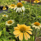 Echinacea purpurea ‘Mellow Yellows’(Ехинацея жълта)