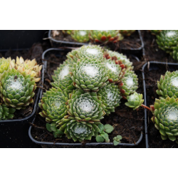 Sempervivum Sirius Spider Семпервериум