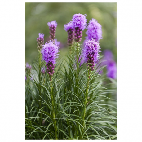 Liatris (Лиатрис)