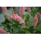  Clethra alnifolia 'Pink Spire'(Клетра)