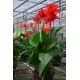  Canna Red(Канна червена)