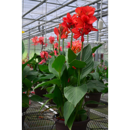  Canna Red(Канна червена)