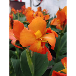 Canna Orange Shades (Канна оранжева)