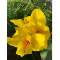 Canna Yellow(Канна Жълта)