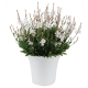 Gaura Sparkle White(Гаура)